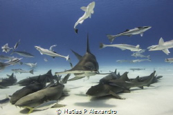 Amazing time with the great hammerhead by Matias P Alexandro 